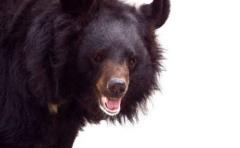 El oso negro, un peligroso y hambriento vecino