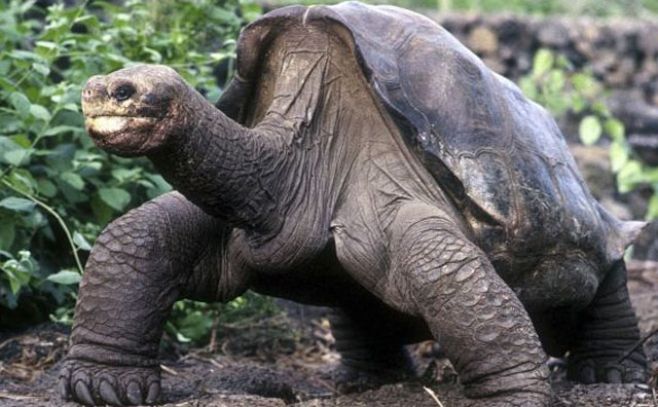 Ãltima tortuga gigante de Galápagos llega a Nueva York