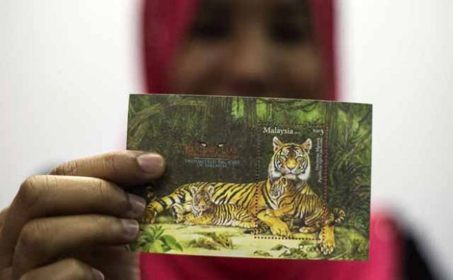 Tigre de Malasia está en peligro crítico de extinción Tigre de Malasia está en peligro crítico de extinción