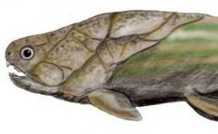 Descubren origen del sexo gracias a peces prehistóricos