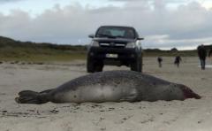 Decenas de focas mueren por gripe en costas alemanas