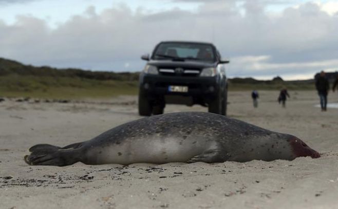 Decenas de focas mueren por gripe en costas alemanas