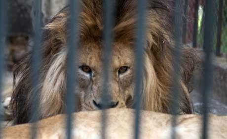 Trasladan leones de zoológicos uruguayos a reserva en EEUU. Ricardo Antunez/Adhocfotos (archivo)