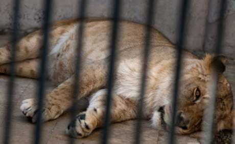 Trasladan leones de zoológicos uruguayos a reserva en EEUU. Ricardo Antunez/Adhocfotos (archivo)