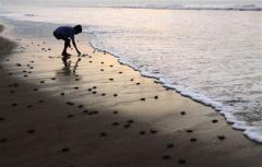 Suspenden primera liberación de tortugas en Playa Buceo