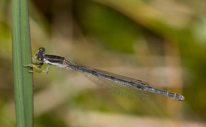 Insectos se originaron hace 480 millones de años