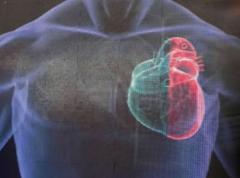 Encuentran posible clave para curar enfermedades cardíacas