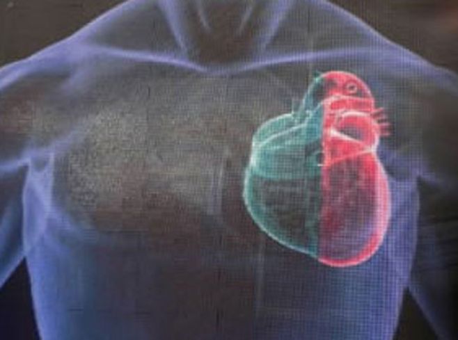 Encuentran posible clave para curar enfermedades cardíacas