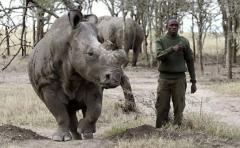 Rinoceronte blanco: una especie al borde de la extinción