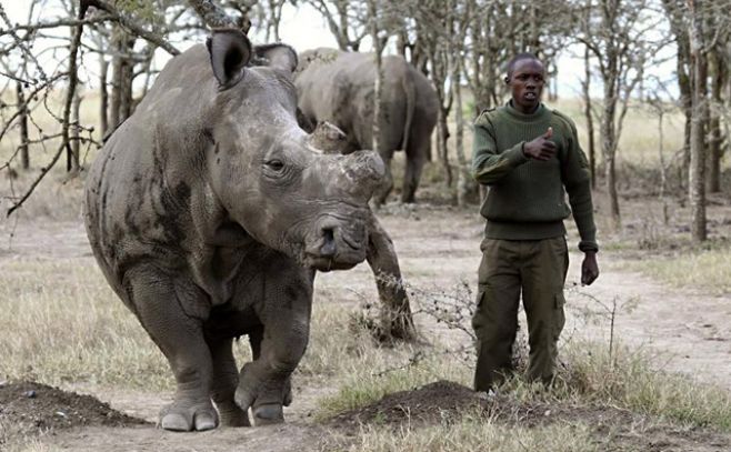 Rinoceronte blanco: una especie al borde de la extincin.. EFE