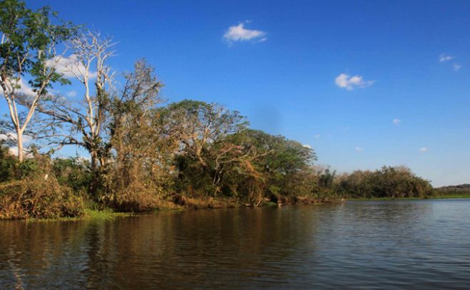 Deforestación de humedales genera entornos más húmedos