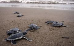 Un sábado con liberación de tortugas en Playa Buceo