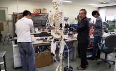 Desarrollan robots con músculos "humanos"