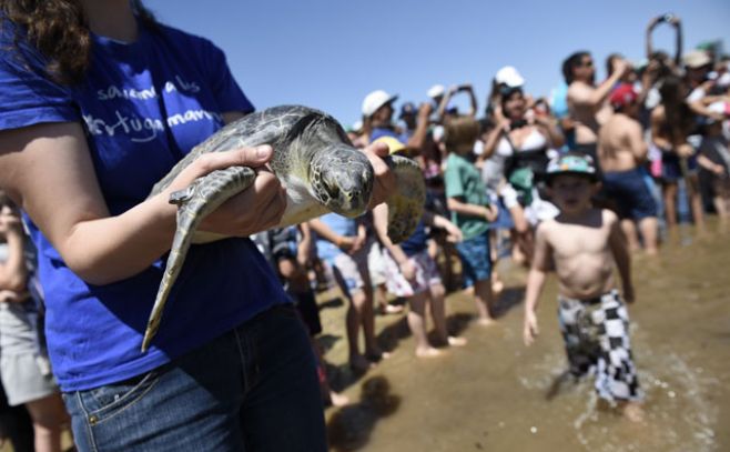 Niños liberaron cinco tortugas en la Playa del Buceo. ad/hoc Nicols Celaya