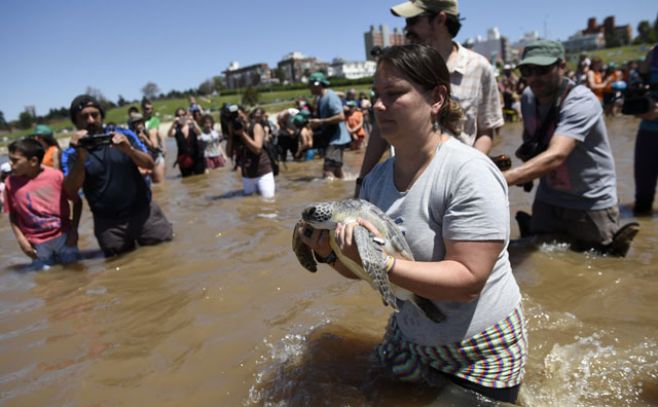 Niños liberaron cinco tortugas en la Playa del Buceo. ad/hoc