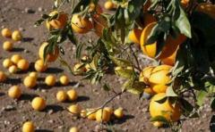 Desarrollan biocombustible a partir de naranjas