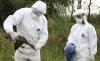 Detectan un nuevo brote de gripe aviar en Europa