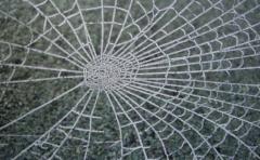 Desarrollan una seda híbrida con genes de telaraña