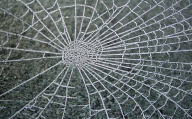 Desarrollan una seda híbrida con genes de telaraña