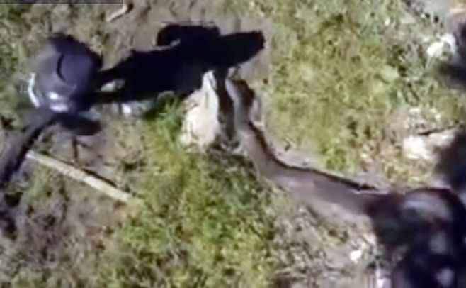 Hombre que se dejó devorar por anaconda fue un fiasco