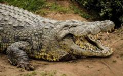 Cocodrilo más longevo del mundo cumple 114 años