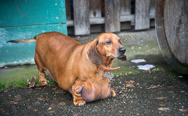 La increíble historia del perro más gordo del mundo