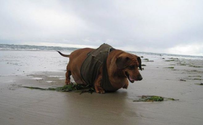 La increíble historia del perro más gordo del mundo