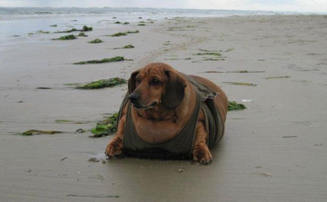 La increíble historia del perro más gordo del mundo