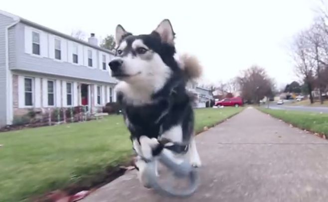 Perro corre por primera vez con piernas de impresora 3D Perro corre por primera vez con piernas de impresora 3D