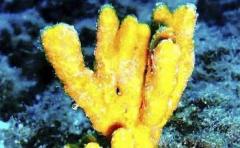 Hallan en el mar Mediterráneo nueva especie de esponja
