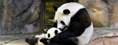 Aumentan medidas de protección a los pandas