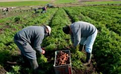 Uruguay está en condiciones alimentar a 50 millones de personas