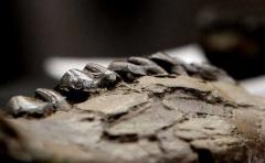 Fósil hallado nos acerca al origen de las serpientes