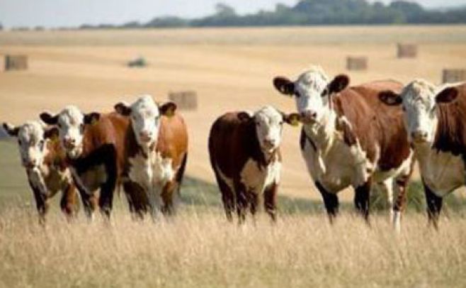 Aplicación africana calcula las vacas que cuesta una esposa