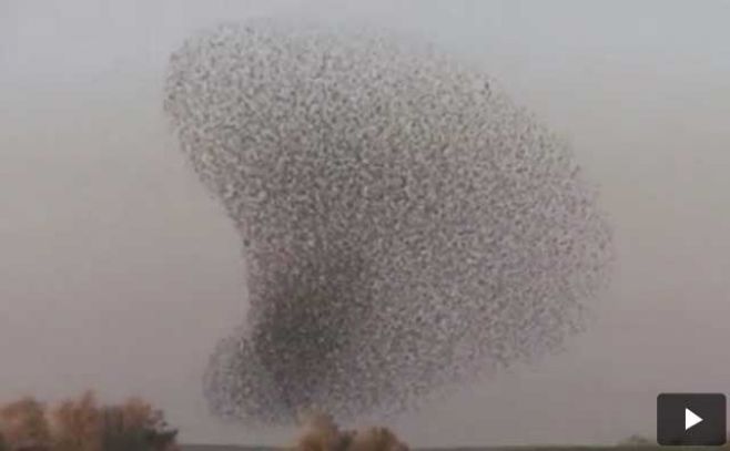 Magníficas figuras que los pájaros dibujan en el cielo