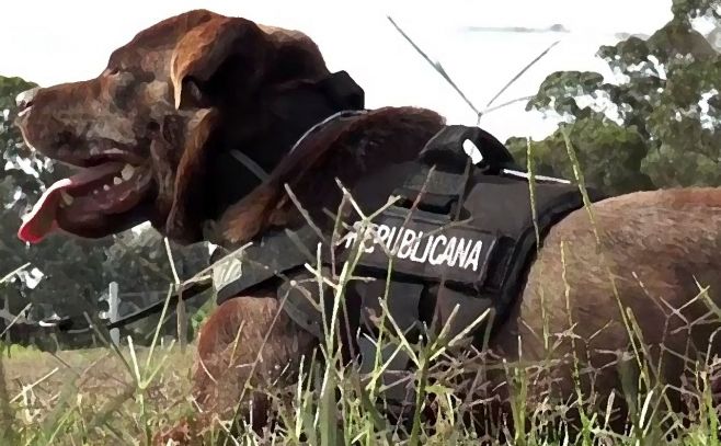 Estos son los perros policías del Uruguay