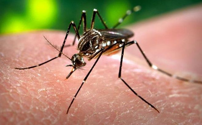 Casos de dengue en Brasil aumentaron 57% en enero