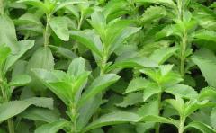 Stevia, el edulcorante que está marcando tendencia