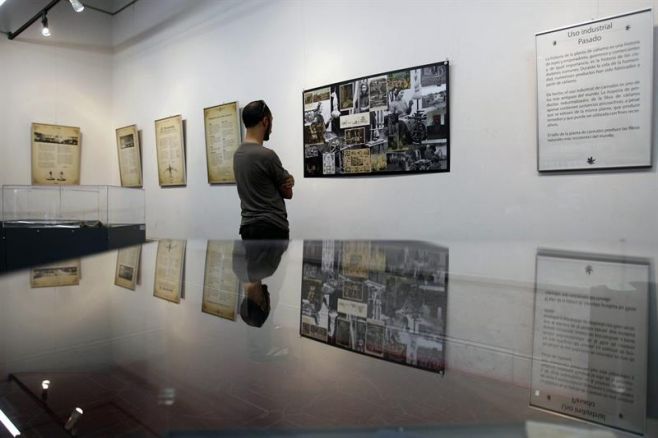 Muestra recorre la historia del cannabis, "la planta prohibida"