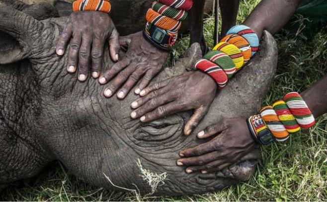 Un grupo de jvenes guerreros Samburu, de Kenia, encuentran un rinoceronte. Segundo premio de la categora Naturaleza