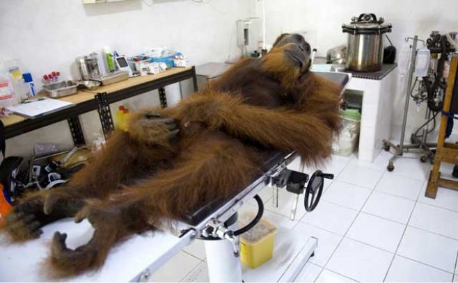 Angelo, un orangutn macho de 14 aos de edad, espera sus exmenes mdicos en el Centro de Conservacin de Sumatra. Los orangutanes son una de las muchas vctimas de la deforestacin masiva en Indonesia, lder del mercado en la produccin mundial