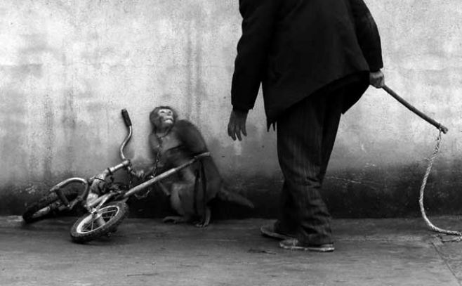 Entrenamiento de un mono de circo en Suzhou, provincia de Anhui, China. Primer premio de la categora Naturaleza