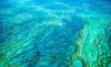 Gran Barrera: contaminación amenaza a corales