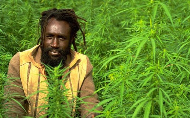 Jamaica despenaliza el consumo de marihuana Jamaica despenaliza el consumo de marihuana