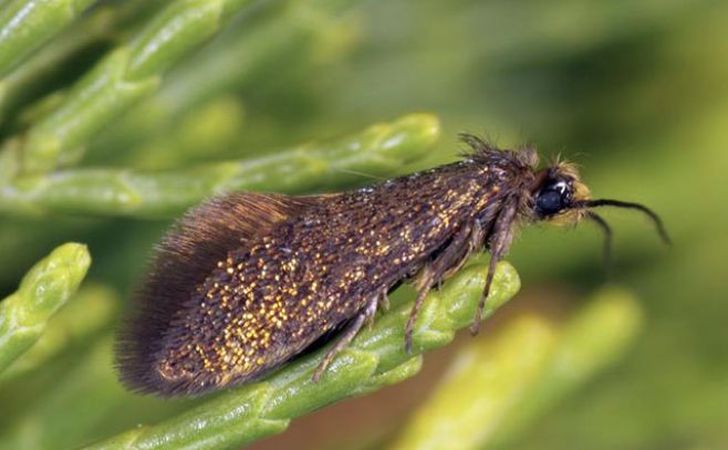 Descubren polilla primitiva en una isla australiana. EFE