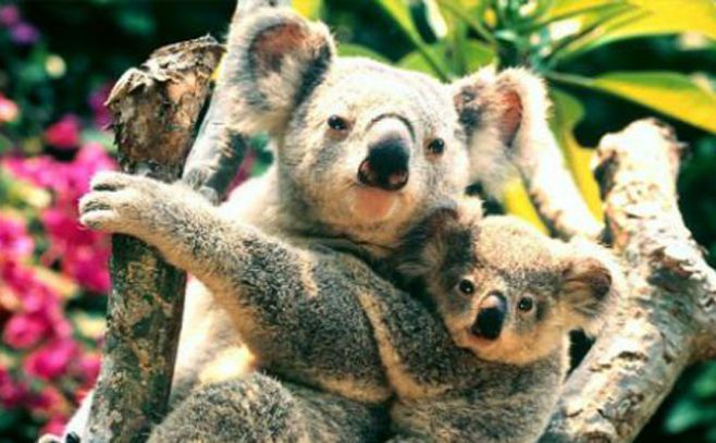 Australia sacrifica a 700 koalas Australia sacrifica a 700 koalas