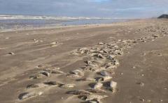 La IMM levantó 37 toneladas de peces muertos