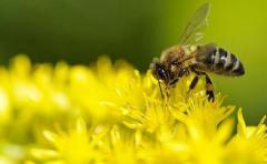 Entrenan a abejas para detectar enfermedades de cereales