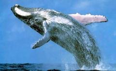 Graban más de 40.000 cantos de ballenas azules