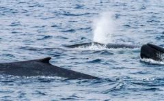 Escuche el canto de las ballenas azules en la Antártida